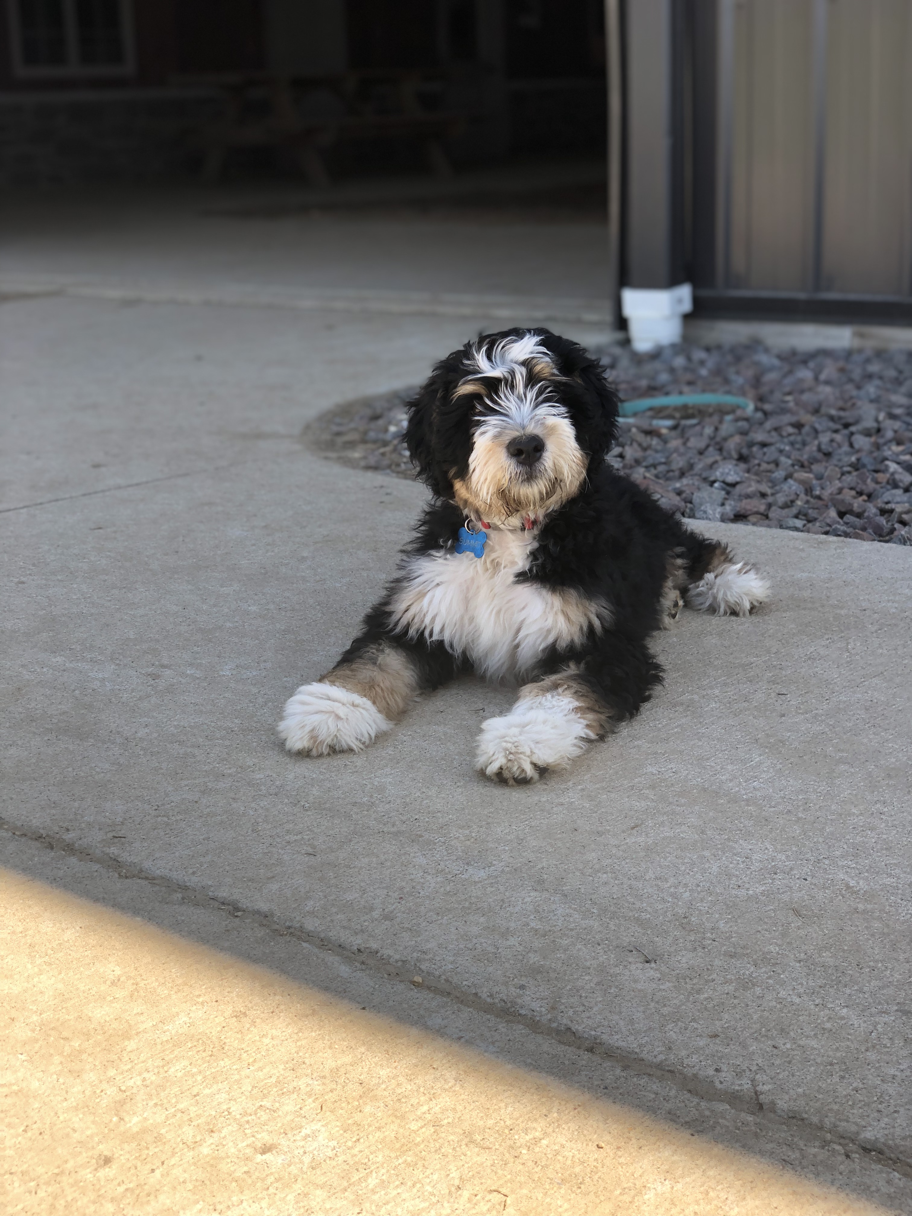 62B21A56-6C93-42D4-AD06-6DBAF7A83665 Tri-Colored Bernedoodle