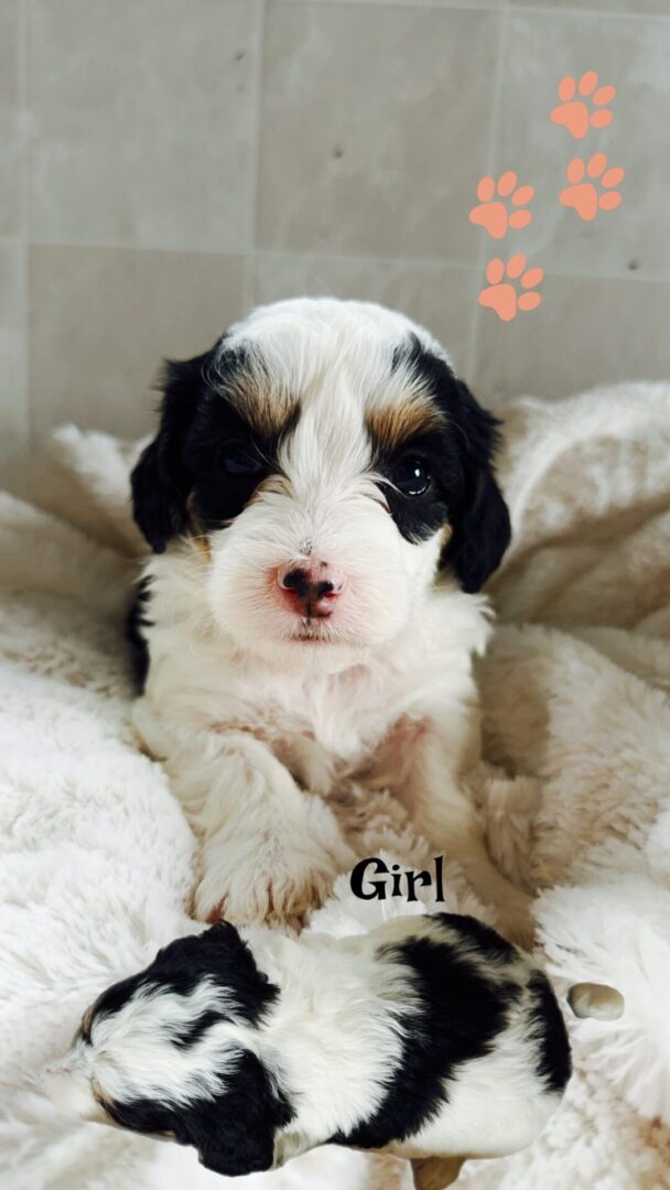 A close-up of a fluffy tricolor Mini Bernedoodle puppy with classic black, white, and tan markings, sitting sweetly on a plush white blanket.