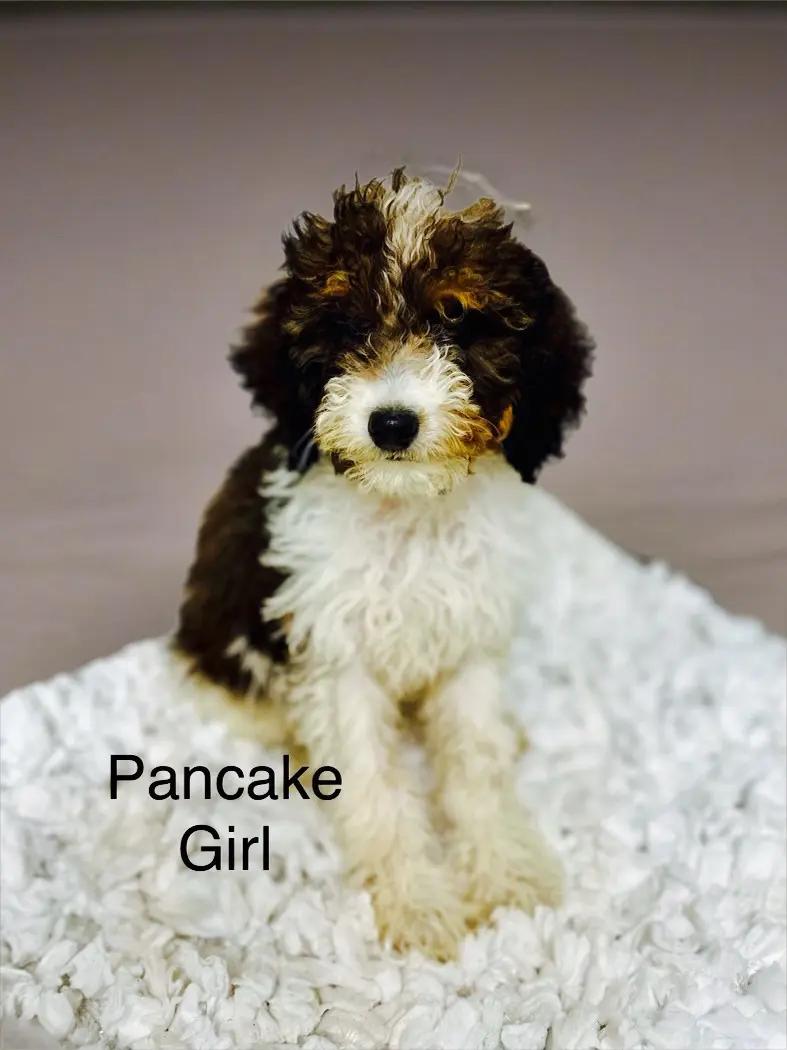 MINI BERNEDOODLE PUPPIES DEMMER DOODLES OF IOWA