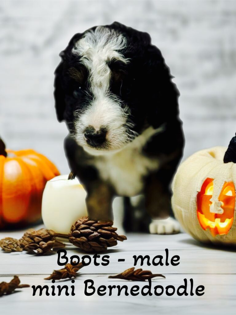 dEMMER DOODLES MINI BERNEDOODLE PUPPIES FOR SALE