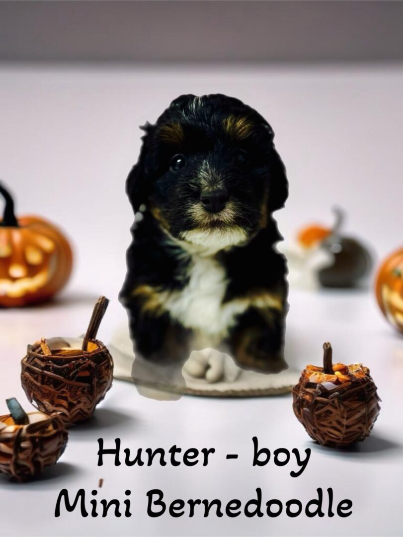 dEMMER DOODLES MINI BERNEDOODLE PUPPIES FOR SALE