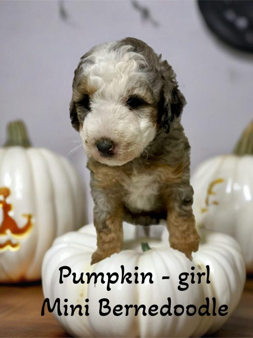 dEMMER DOODLES MINI BERNEDOODLE PUPPIES FOR SALE