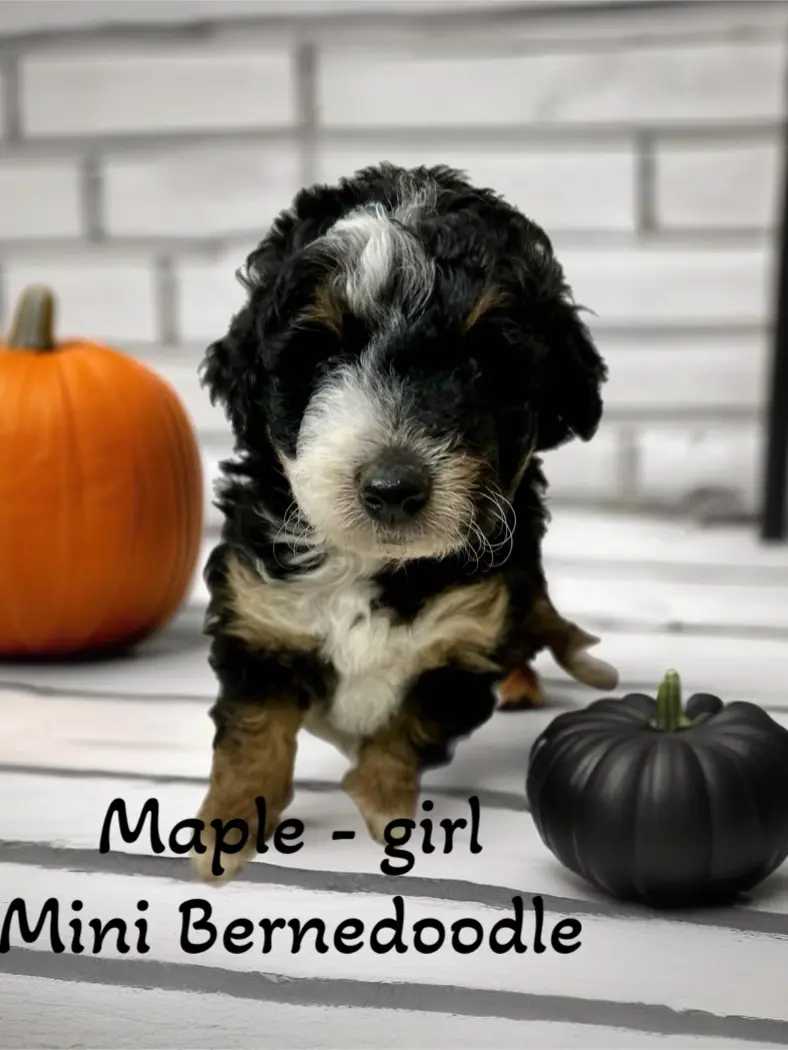 dEMMER DOODLES MINI BERNEDOODLE PUPPIES FOR SALE