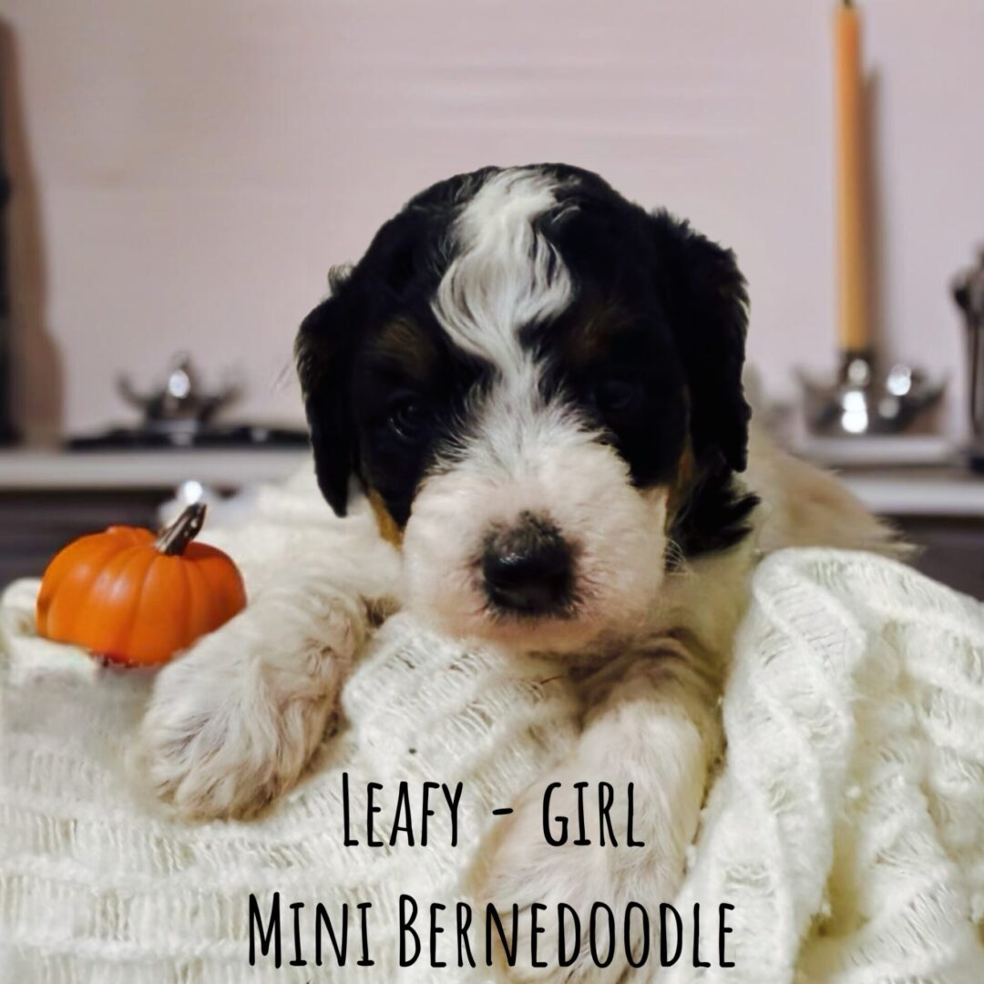 MINI BERNEDOODLE DEMMER DOODLES®