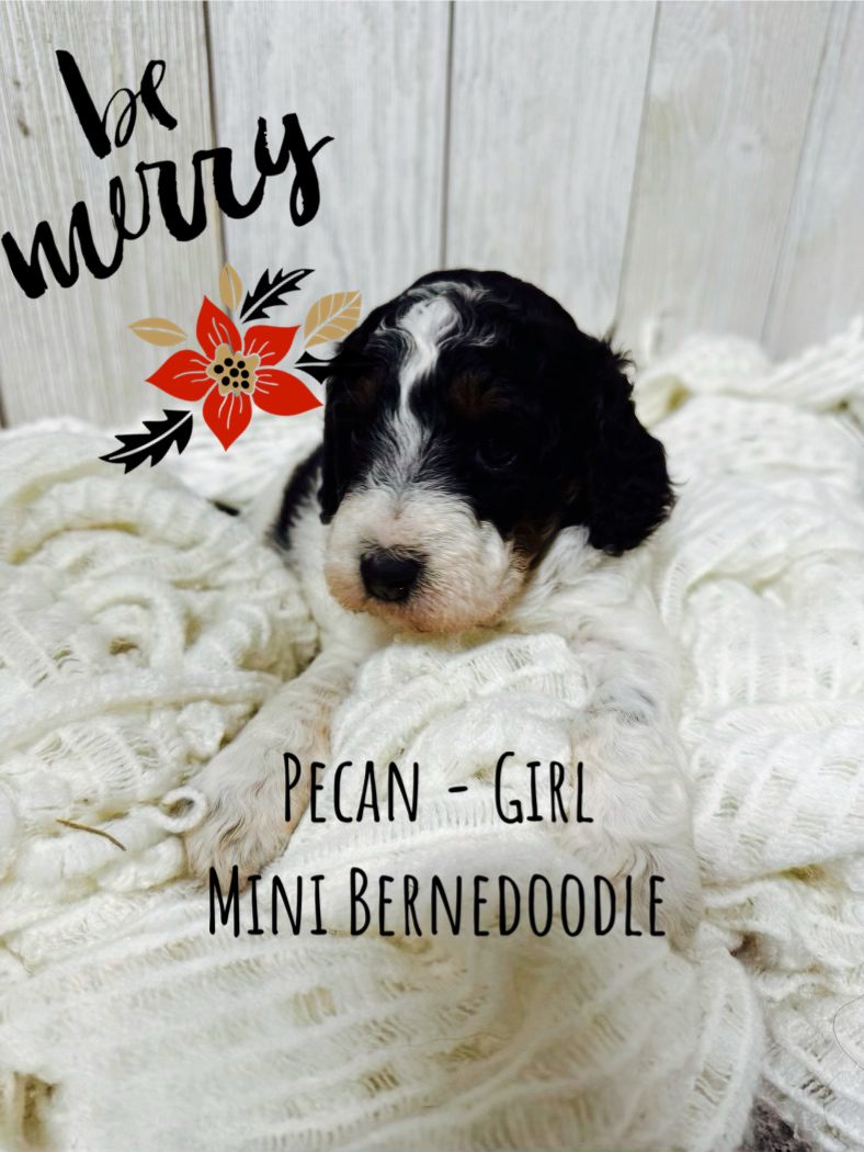 MINI BERNEDOODLE DEMMER DOODLES®