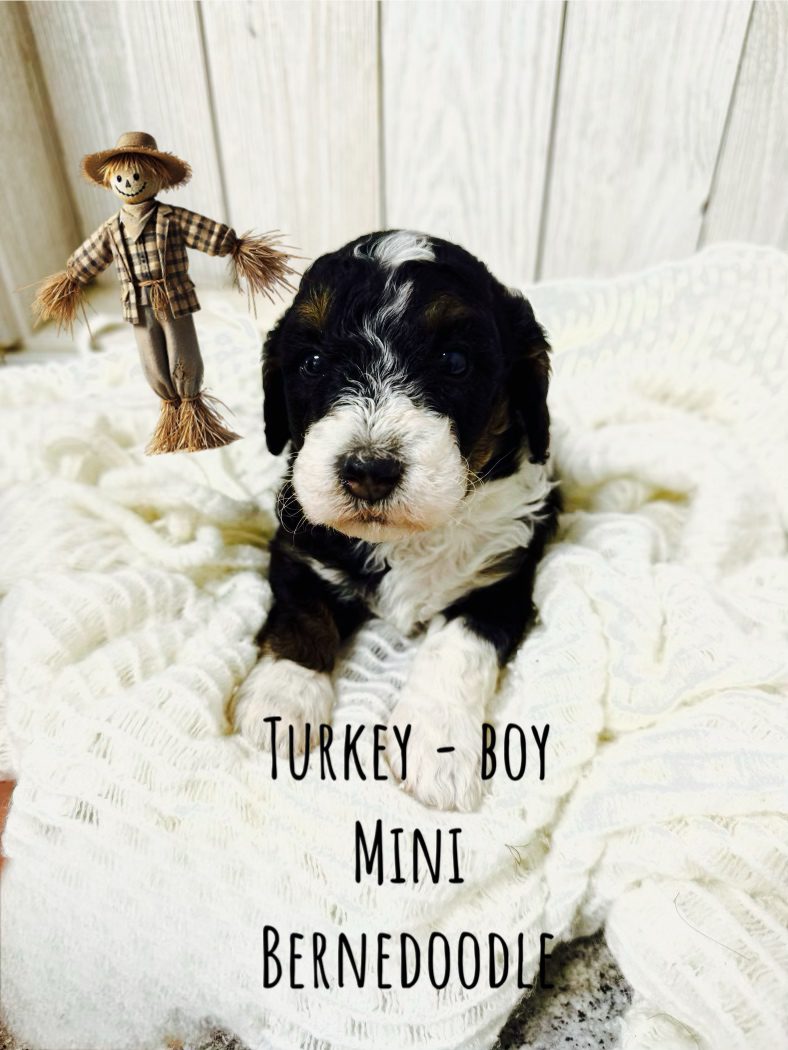 MINI BERNEDOODLE DEMMER DOODLES®