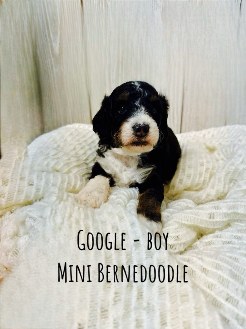 MINI BERNEDOODLE DEMMER DOODLES®