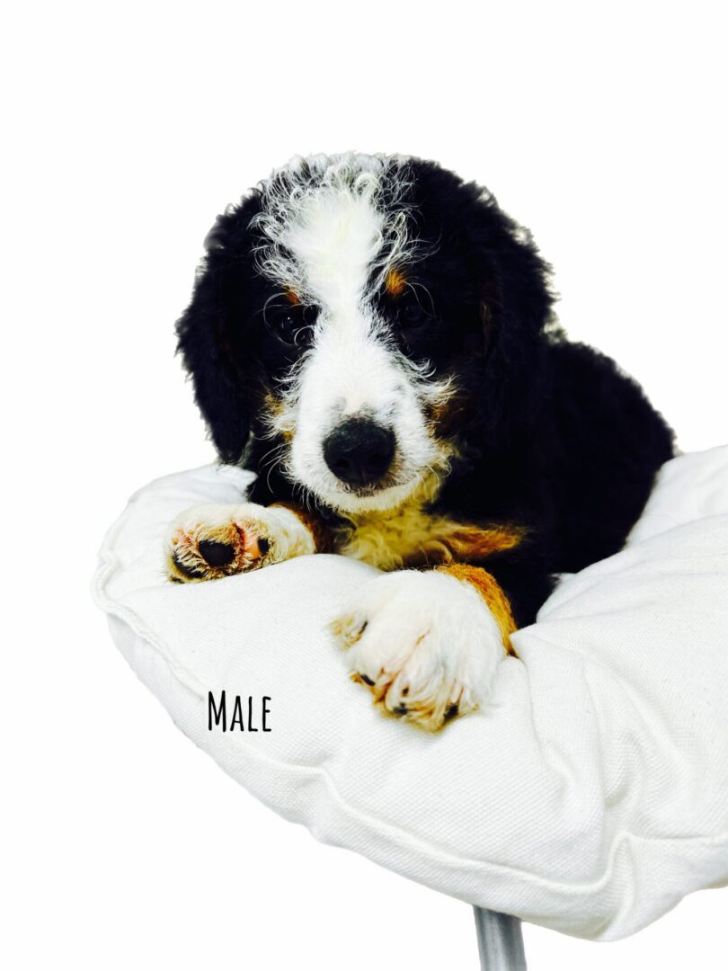 A close-up of a fluffy tricolor Bernedoodle puppy with distinct black, white, and tan facial markings, sitting comfortably on a soft white blanket.