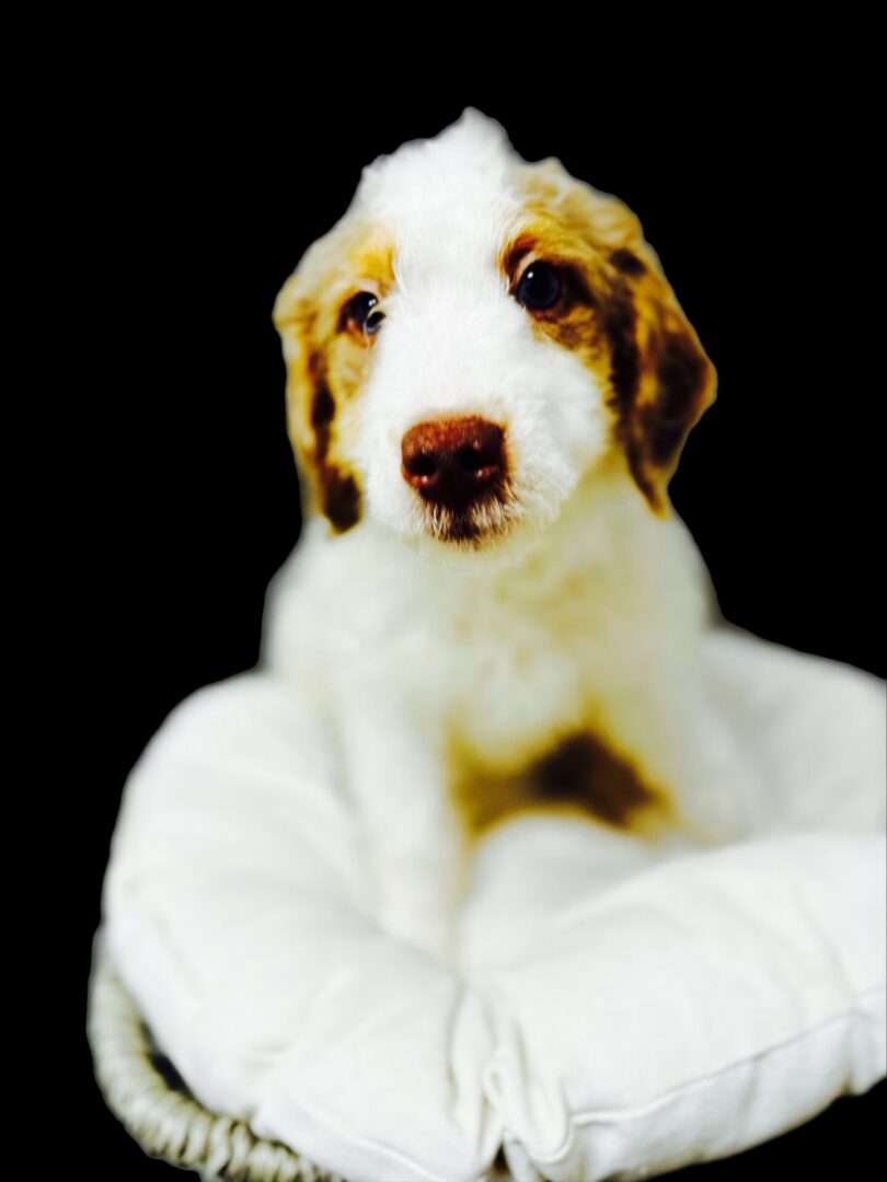 A fluffy tricolor Bernedoodle puppy with a black, white, and tan coat, sitting upright and looking directly forward against a dark studio background.