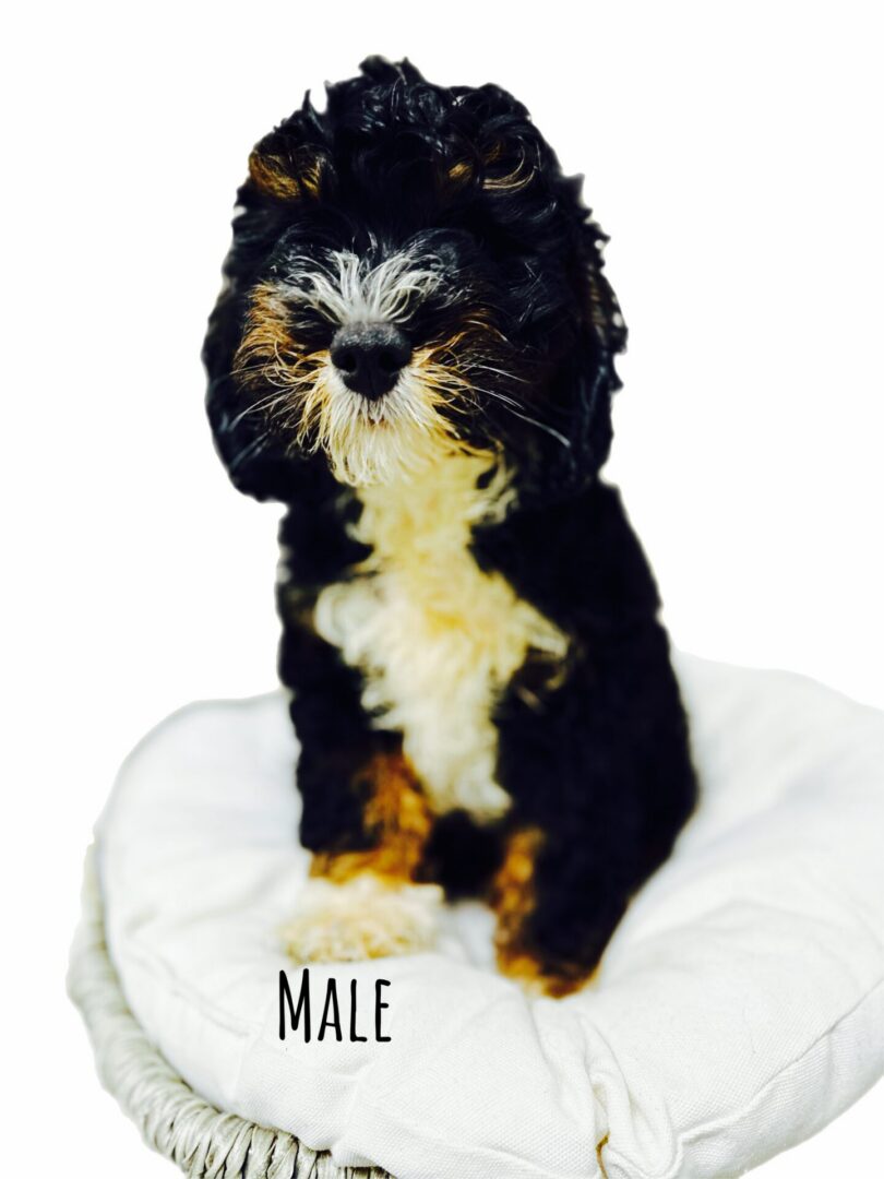 A fluffy tricolor male Bernedoodle puppy with a beautiful black, white, and tan coat, sitting upright on a soft white cushion.