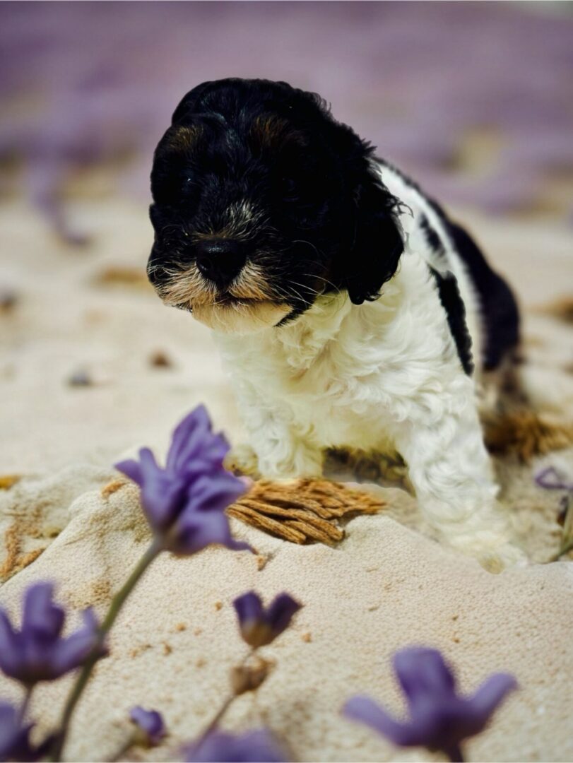 A fluffy black and white Bernedoodle puppy with a sweet expression, sitting nestled among small purple flowers in a grassy field.