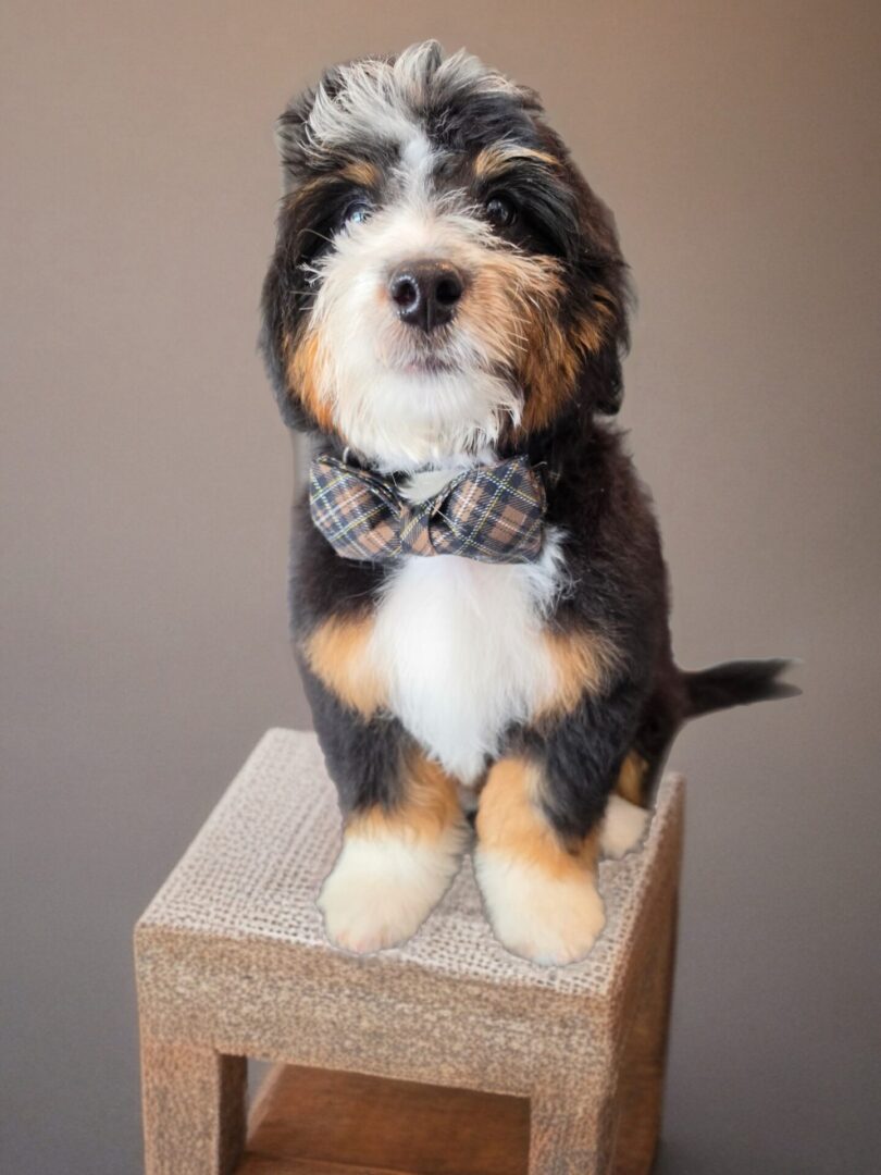 A fluffy tricolor Bernedoodle puppy wearing a plaid bowtie, sitting upright on a small wooden stool against a neutral studio background.