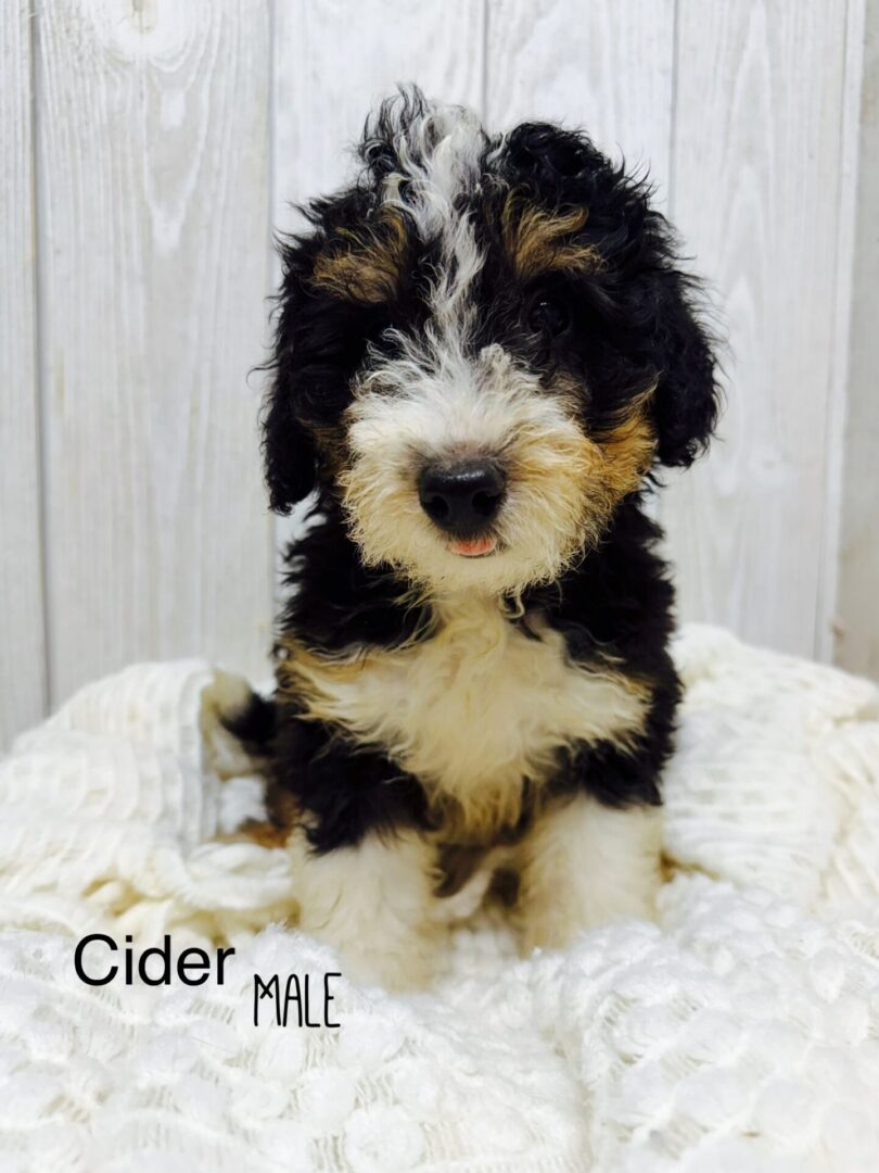 MALE - CIDER